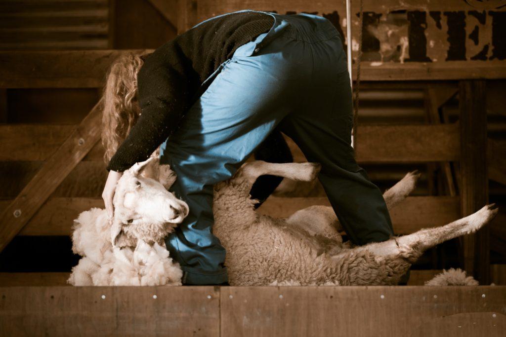 the wool industry - sheep shearing